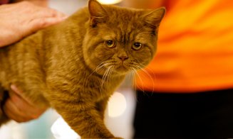 Pisica Transilvană, prima rasă românească recunoscută mondial, și alte zeci de feline de rasă pot fi admirate la Iulius Mall Cluj, în cadrul WCF Inter