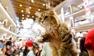 Pisica Transilvană, prima rasă românească recunoscută mondial, și alte zeci de feline de rasă pot fi admirate la Iulius Mall Cluj, în cadrul WCF Inter
