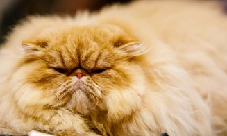 Pisica Transilvană, prima rasă românească recunoscută mondial, și alte zeci de feline de rasă pot fi admirate la Iulius Mall Cluj, în cadrul WCF International Cat Show