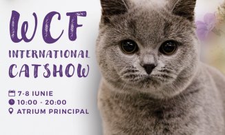 Pisica Transilvană, prima rasă românească recunoscută mondial, și alte zeci de feline de rasă pot fi admirate la Iulius Mall Cluj, în cadrul WCF Inter