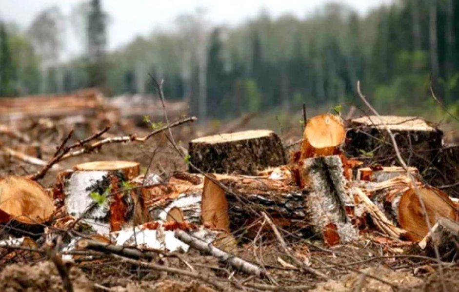 Tăieri ilegale de arbori într-o zonă pitorească din Cluj. Trei suspecți cercetați