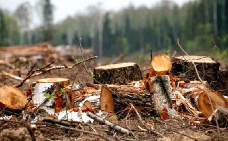 Tăieri ilegale de arbori într-o zonă pitorească din Cluj. Trei suspecți cercetați