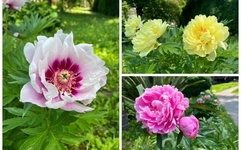 Spectacol de culoare la Grădina Botanică din Cluj-Napoca: o nouă colecție de bujori în plină floare