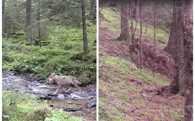 Imagini rare în Parcul Natural Apuseni: Un lup cu pradă și unul șchiop, surprinși de camerele de monitorizare