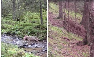 Imagini rare în Parcul Natural Apuseni: Un lup cu pradă și unul șchiop, surprinși de camere de monitorizare