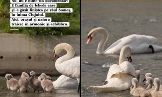 Răspunsul viceprimarului la propunerile clujenilor pentru a proteja lebedele de pâinea şi covrigii care le-ar putea ucide