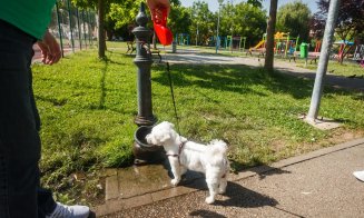 Cluj-Napoca: Peste 100 de cișmele cu apă potabilă în oraș
