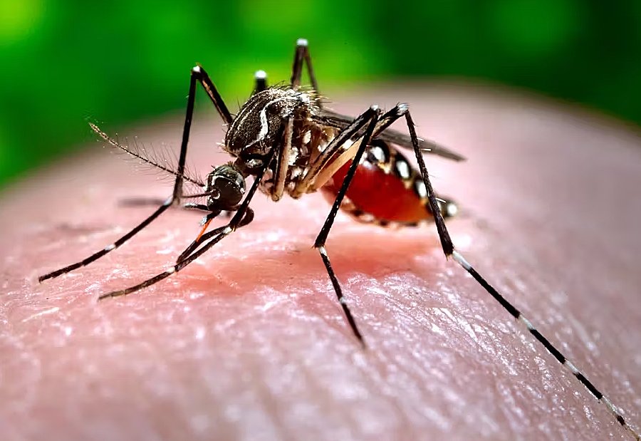 Caz de Febra Dengue în judeţul Cluj / Unde a călătorit pacientul infectat cu virusul transmis de țânțarii Aedes