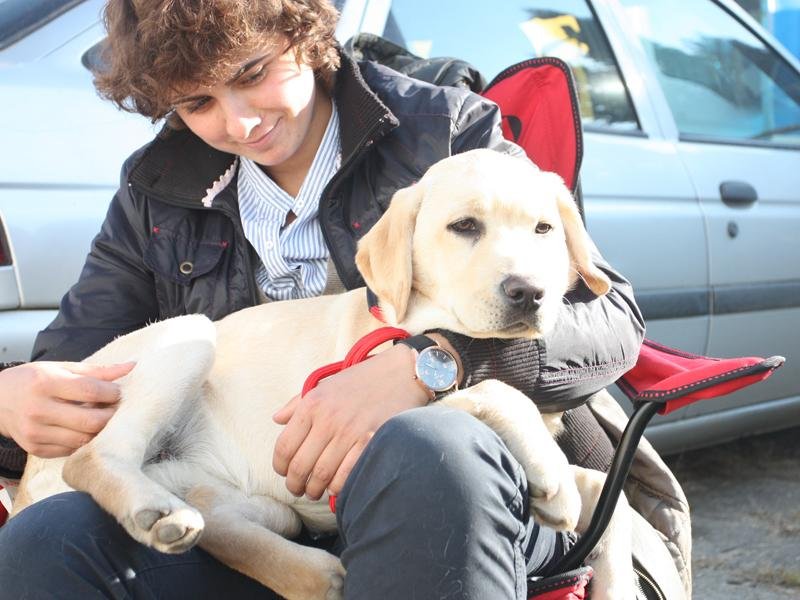 Emil Boc: „La Cluj-Napoca deschidem ușile Primăriei pentru animalele de companie”. Proiectul privind accesul cu acestea în instituții, în dezbatere publică