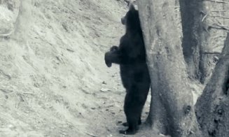 IMAGINI cu Baloo de România:  Cu mic, cu mare, la scărpinat, în Piatra Craiului :)