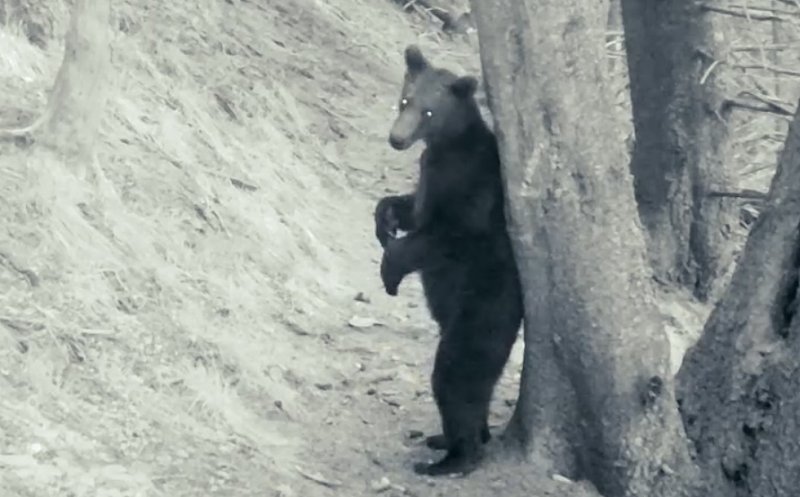 Baloo de România:  Cu mic, cu mare, la scărpinat, în Piatra Craiului :)
