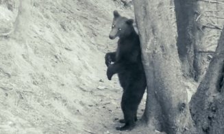 Baloo de România:  Cu mic, cu mare, la scărpinat, în Piatra Craiului :)