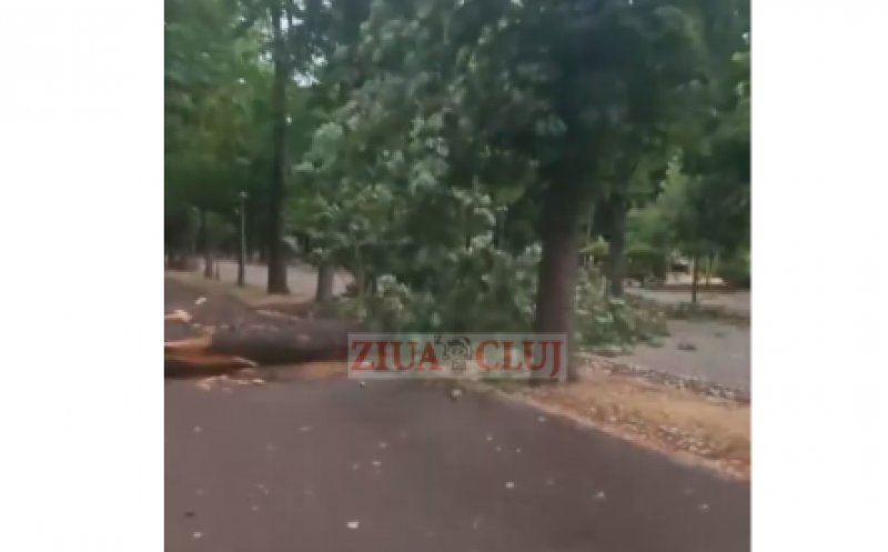 Video WOW după vijelia din Cluj: Arbore de mari dimensiuni, RUPT de vânt și prăbușit pe o alee din Parcul Central