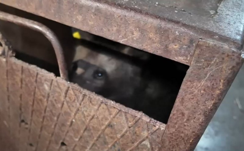 Primele imagini cu unul dintre puii ursoaicei ucise pe Transfăgărășan, după ce a ajuns la sanctuar. Care este starea animalului