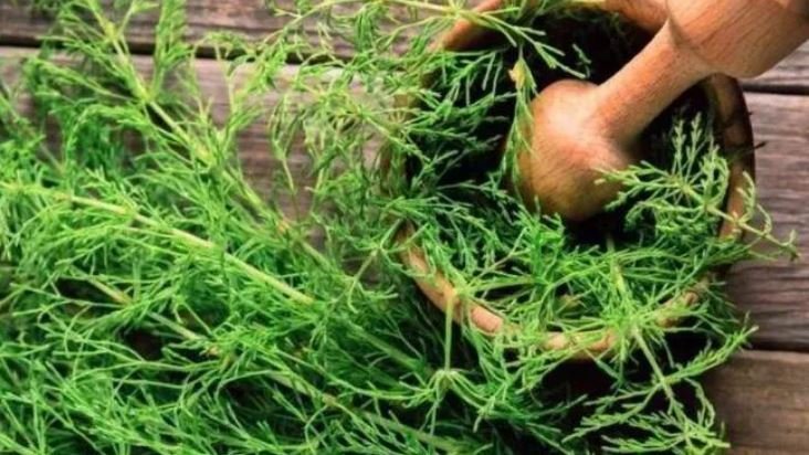Planta de pe marginea drumului care prelungește viața. A fost considerată medicament încă din Antichitate