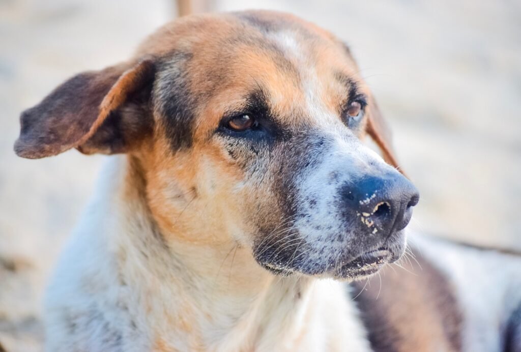 Sirius Animal Rescue acuză dublul standard al celor de la Protecția Animalelor Cluj: "Salvatorii plătesc scump incapacitatea statului de a gestiona corect problema câinilor cu și fără stăpân"