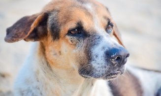 Sirius Animal Rescue acuză dublul standard al celor de la Protecția Animalelor Cluj: "Salvatorii plătesc scump incapacitatea statului de a gestiona corect problema câinilor cu și fără stăpân"