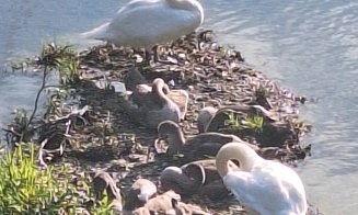 Imagini superbe cu familia de lebede din Grigorescu! Puii cresc sub ochii trecătorilor: „Sper să nu-i deranjeze zgomotul”