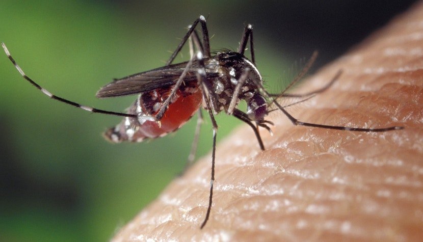 Atenție la țânțari! Patru cazuri de infecţie cu West Nile în România/ Ce simptome dă virusul