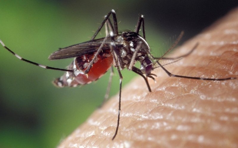 Atenție la țânțari! Patru cazuri de infecţie cu West Nile în România/ Ce simptome dă virusul