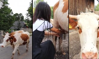 Satul din Cluj unde se vorbeste o ”limbă secretă”. Cu HaiHui în doi, la muls vacile