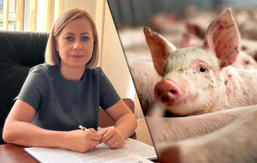 Ce mesaj a trimis DSVSA prefectului Clujului după depistarea focarului de pestă porcină africană într-o comună din județ