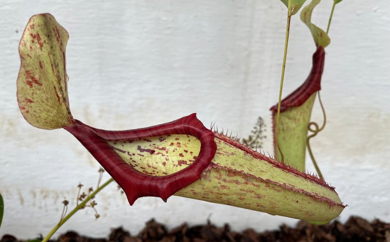 Expoziție inedită la Grădina Botanică. Peste 50 de specii de plante carnivore îi așteaptă pe curioși