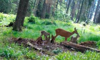 Imagini de poveste surprinse în Parcul Natural Apuseni. O căprioară, alături de cei doi pui