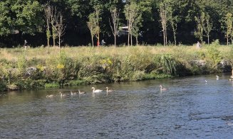 Someșul Clujului, tot mai primitor: Au venit egrete mici :) Alături de lebede, rațe și pescăruși