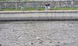 Someșul Clujului, tot mai primitor: Au venit egrete mici :) Alături de lebede, rațe și pescăruși
