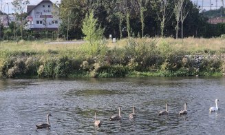 Someșul Clujului, tot mai primitor: Au venit egrete mici :) Alături de lebede, rațe și pescăruși