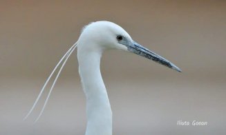 Someșul Clujului, tot mai primitor: Au venit egrete mici :) Alături de lebede, rațe și pescăruși