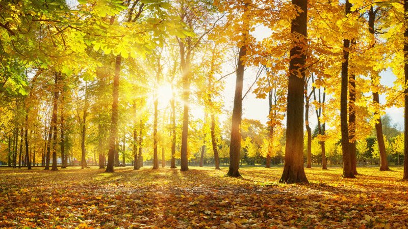 PROGNOZA meteo pentru prima lună de toamnă. Cum va fi vremea în septembrie/ Când încep ploile