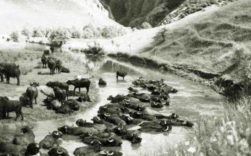 Ciurdă de bivoli prin Cheile Turzii, în anul 1940