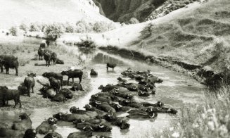 Ciurdă de bivoli prin Cheile Turzii, în anul 1940