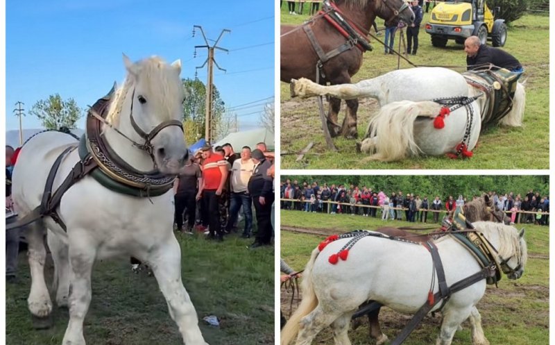 Concursurile de tracțiune cabalină au fost INTERZISE în Cluj / Falko, armăsarul învingător în luna mai la tras bușteni în Gilău, a murit a doua zi, la un alt concurs