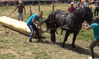 Concursurile de tracțiune cabalină au fost INTERZISE în Cluj / Falko, armăsarul învingător în luna mai la tras bușteni în Gilău, a murit a doua zi, la