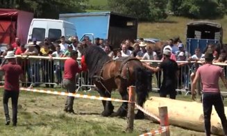 Concursurile de tracțiune cabalină au fost INTERZISE în Cluj / Falko, armăsarul învingător în luna mai la tras bușteni în Gilău, a murit a doua zi, la
