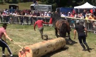 Concursurile de tracțiune cabalină au fost INTERZISE în Cluj / Falko, armăsarul învingător în luna mai la tras bușteni în Gilău, a murit a doua zi, la
