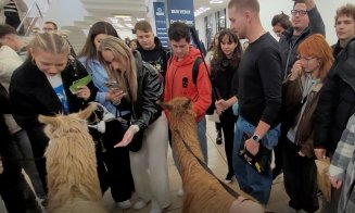 O altă zi "obișnuită" la Cluj! Două alpaca au făcut o vizită la FSEGA să vadă cum e viața de student :)