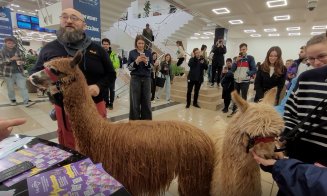 O altă zi "obișnuită" la Cluj! Două alpaca au făcut o vizită la FSEGA să vadă cum e viața de student :)