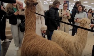 O altă zi "obișnuită" la Cluj! Două alpaca au făcut o vizită la FSEGA să vadă cum e viața de student :)