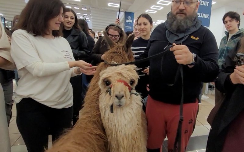 O altă zi "obișnuită" la Cluj! Două alpaca, în vizită la FSEGA, să vadă cum e viața de student :)