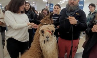 O altă zi "obișnuită" la Cluj! Două alpaca au făcut o vizită la FSEGA să vadă cum e viața de student :)