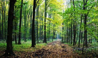 Atenție la urși și lupi în pădurile Clujului! Avertismentul Prefecturii pentru cei care merg la cules de ciuperci sau fructe
