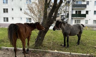 Noi cai ridicați de pe străzile din Florești. Cât va trebui să plătească proprietarul pentru a-i recupera
