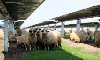 Parcul Fotovoltaic Teiuș, exemplu de alternativă energetică verde, în față ambasadorilor a 16 țări europene