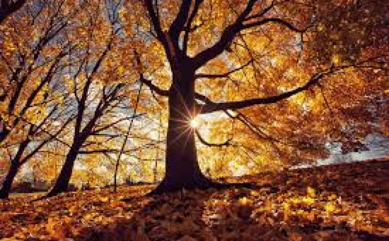 Temperaturi peste cele obişnuite în această perioadă, până aproape de sfârşitul lunii noiembrie