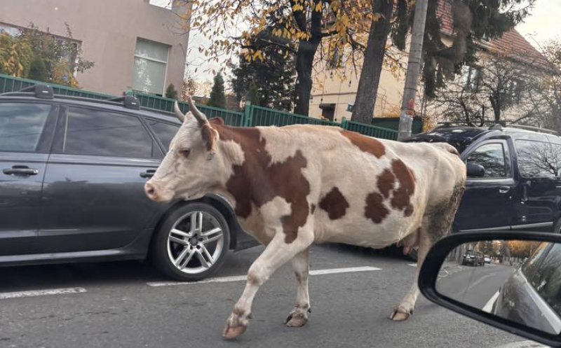 Noi colegi de trafic în oraș: Cine și-a pierdut vaca prin Cluj-Napoca??? De unde o poate recupera