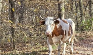 Cine și-a pierdut vaca prin Cluj-Napoca, o poate recupera de la RADP